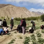 Medicinal garden is being built in Ladakh Malayaliexpress (1) (1)