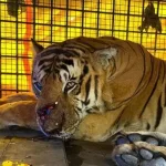 The man-eating tiger was shifted to a quarantine center in Puttur Malayaliexpress