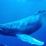 Whales Malayaliexpress